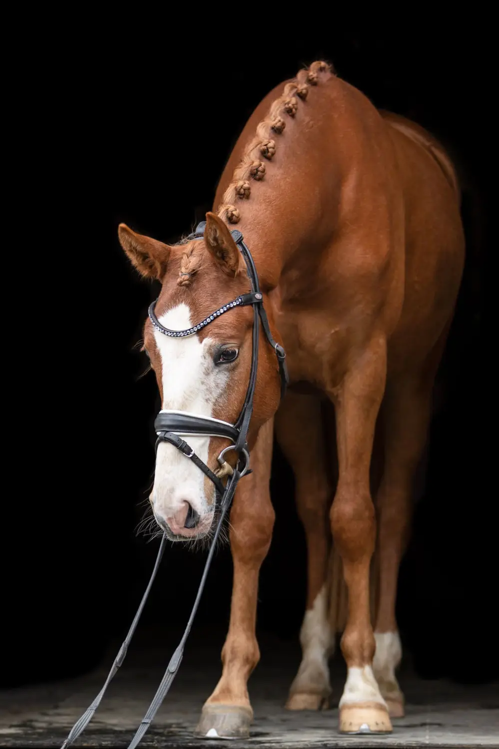 Pferd von Tierarztpraxis Dr. Andreas Wessling