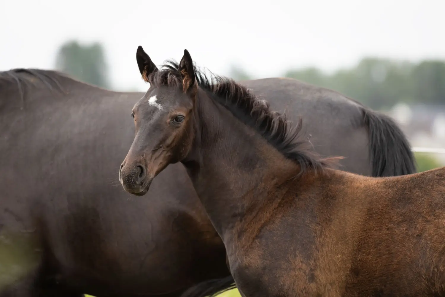 Pferd von Tierarztpraxis Dr. Andreas Wessling