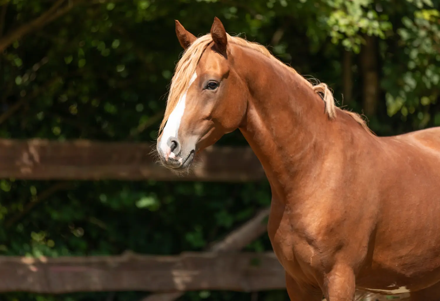 Pferd von Tierarztpraxis Dr. Andreas Wessling