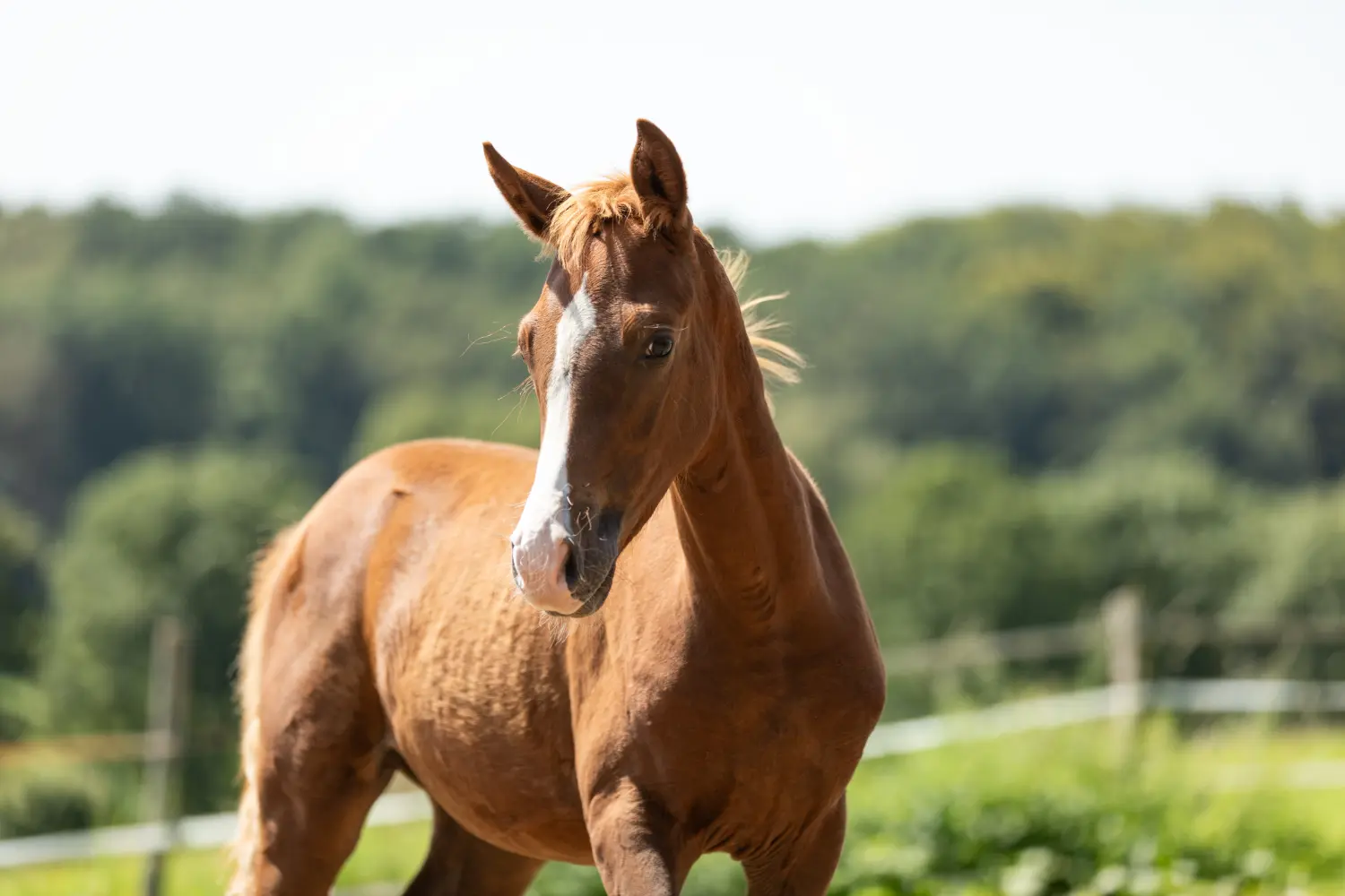 Pferd von Tierarztpraxis Dr. Andreas Wessling